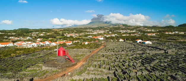 Vinhas de Criação Velha